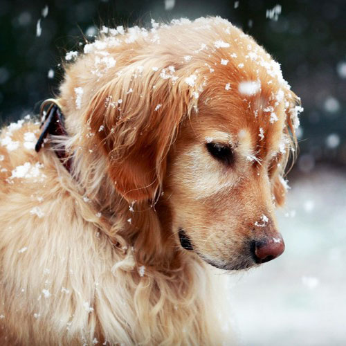 Caring For Your Dog In Winter